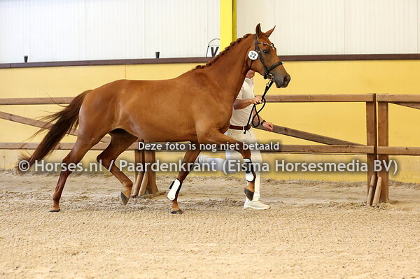 22 Rubywood (Lowlands x Hollywood Tarpania v. Furst Romancier)