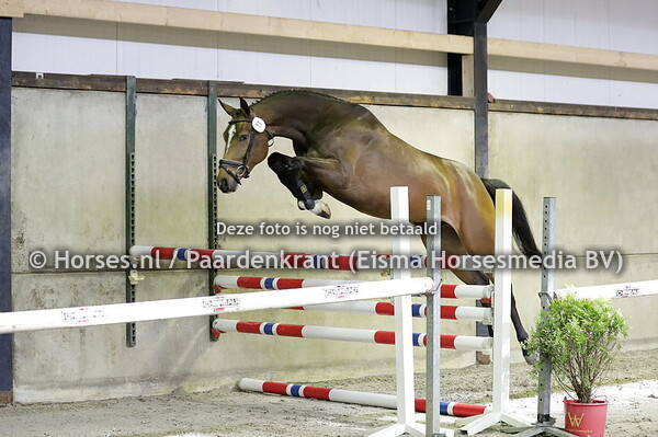 11  Onassis Sijgje (Chacfly x Usijgje v. Mermus R)