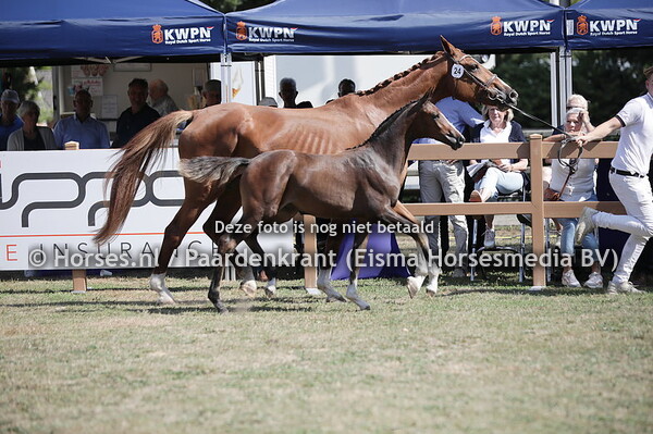 24 Sifralanta VK (Nick Wimphof x Flemmingh)