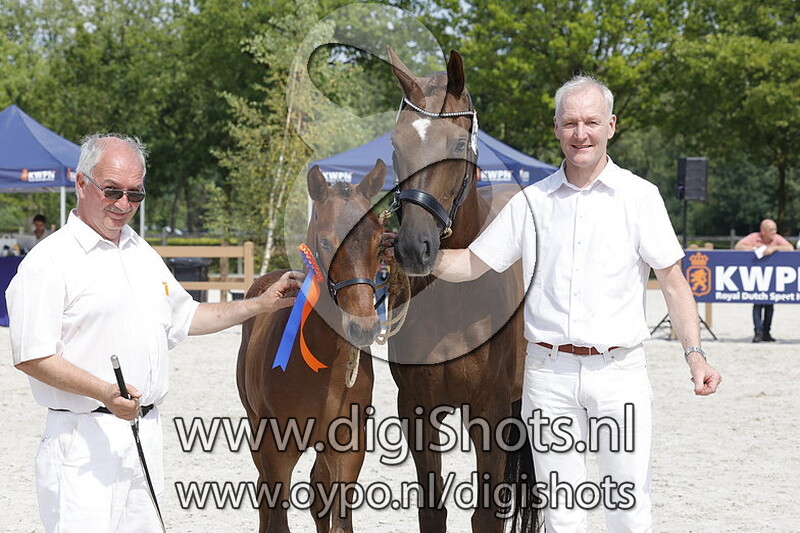 Tout Fou d Or v. Noble Prince Norel