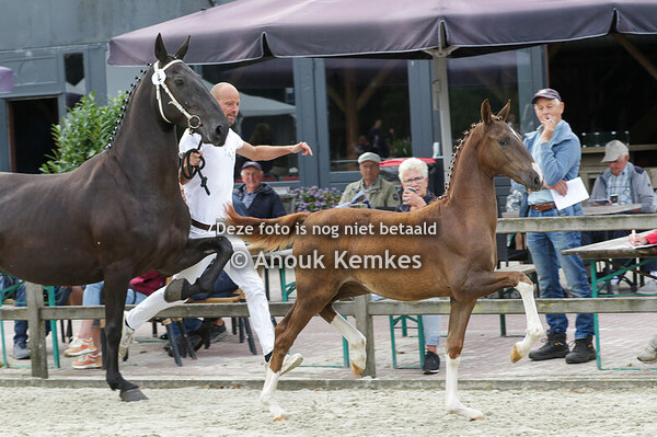 002 - UNA HAVANA OLYMPUS HS X BENTLEY D.J. MEKKES, DOEZUM