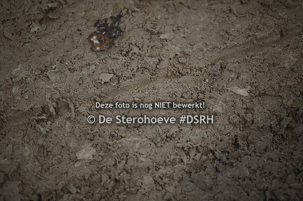 vrij bewegen tweejarigen dressuur