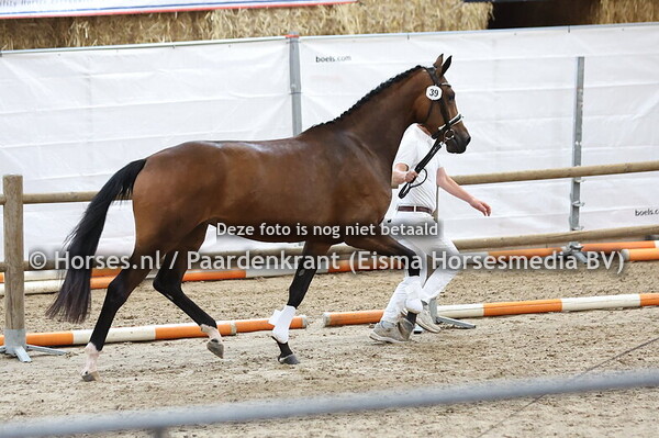 39 Scarlet VK (Mc Laren x Jalinda v. Charmeur