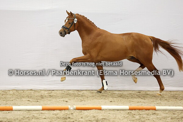 444 (McLaren x Florencio)