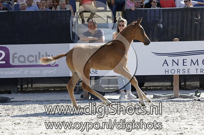 Tres Chique v. Extreme US