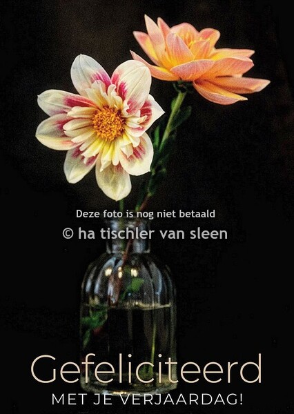 GEFELICITEERD MET DAHLIA'S