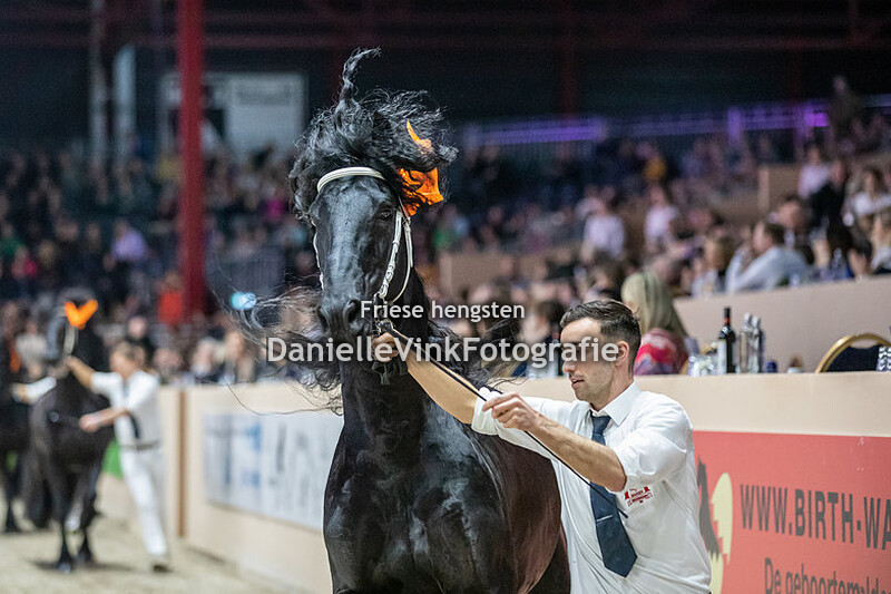 Hengstenkeuring 2023 Meinte 490