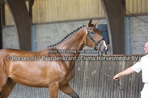 3 Saïre (Baltic x Kaire nv. Thunder vd Zuuthoeve)