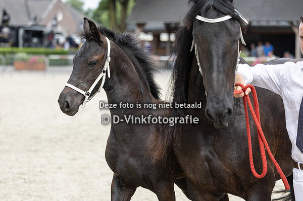 43. Flora van het Nevelveld