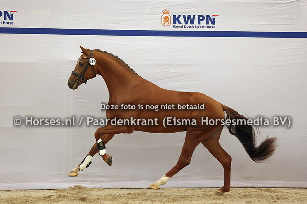 KWPN 1e bez 10 december dressuur ochtend 2024