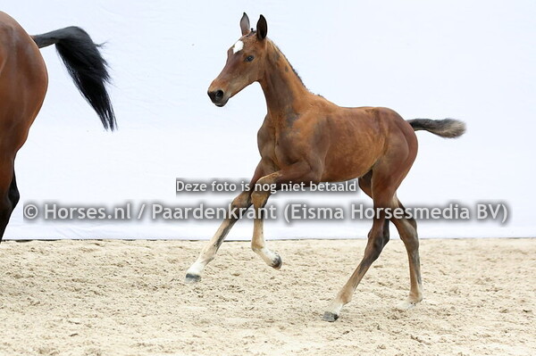 53 Vatendri VDL (Grand Slam VDL x Matendri v. Apardi)