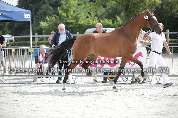 84 Ominka (Baltic VDL x Kaminka v. Harley VDL)