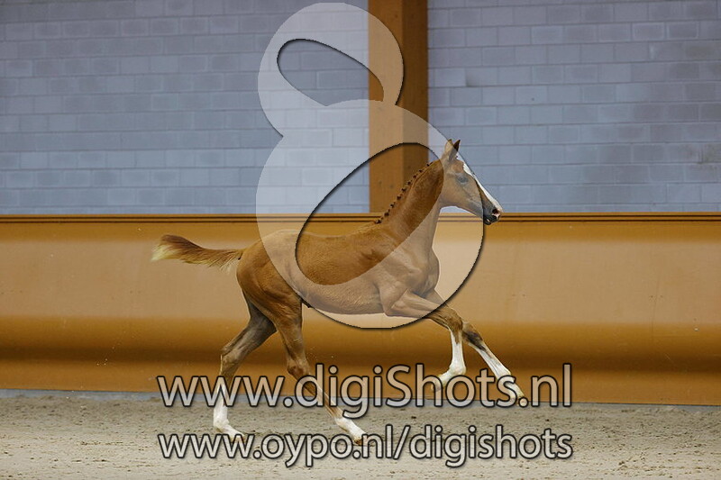 Prinses Linn v. Gullit HBC