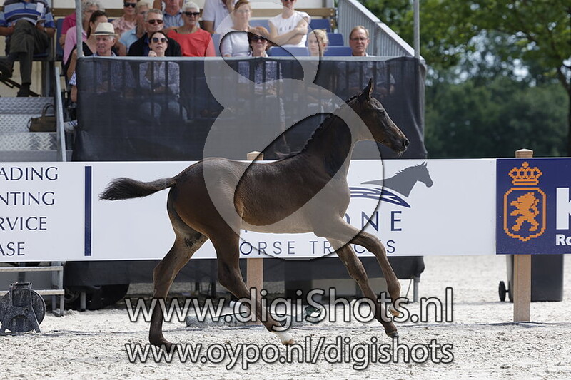 Tango Sollenburg v. Dante US