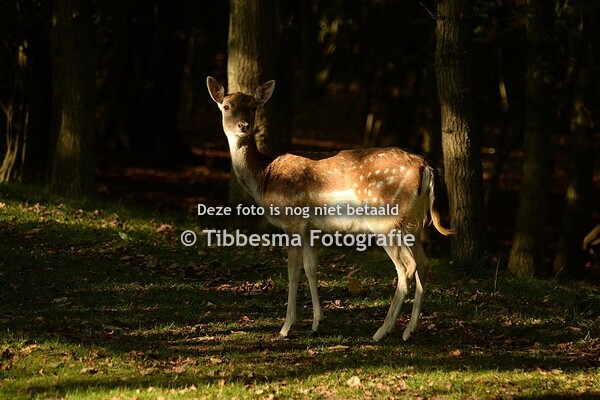 Waterleidingduinen 2017