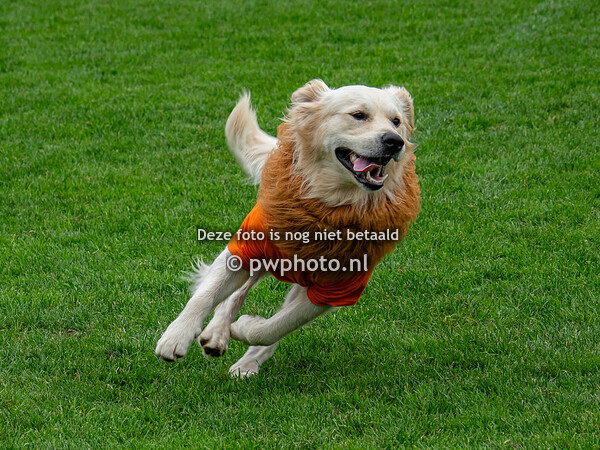 20231007 - Nederland - Albanië [interland]