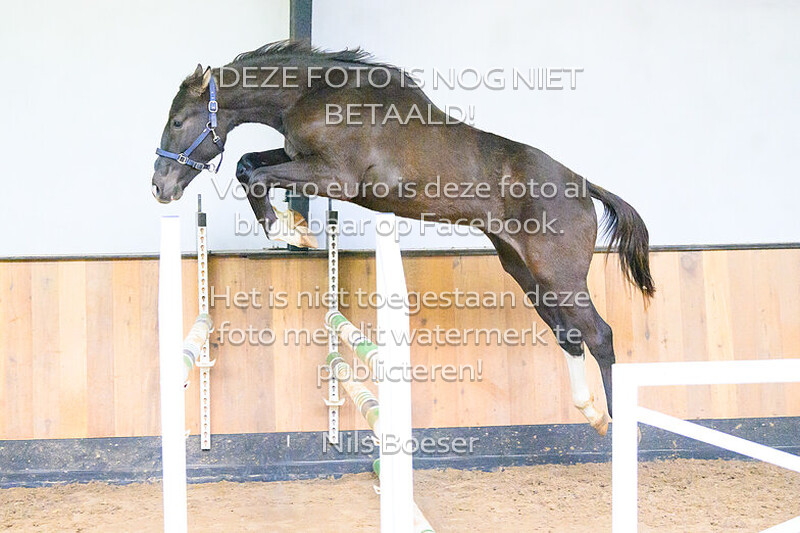Paard_23