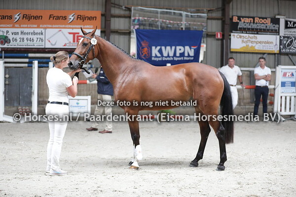 15 Maud (Glendiddich VDL x Cindy v. Van Gogh)