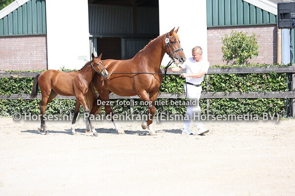 79 V Kaartje la Costa MP (La Costa ES x O'Kaatje Wapitti)