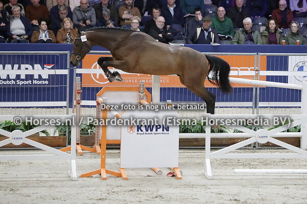 164 T-Rex V&V Z (Tobago Z x Velle V&V v. Montender)