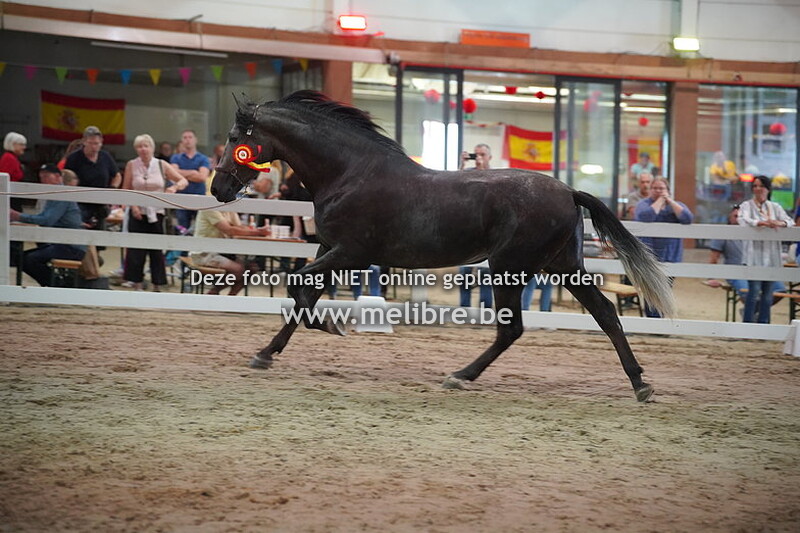 Seccion 6 - potros de 3 anos 