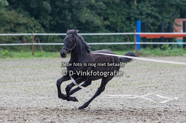 5 Voltimar van 't Soeskeshof