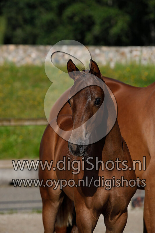 Miss Montreal LC v. McLaren