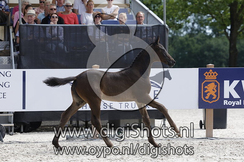 Tango Sollenburg v. Dante US