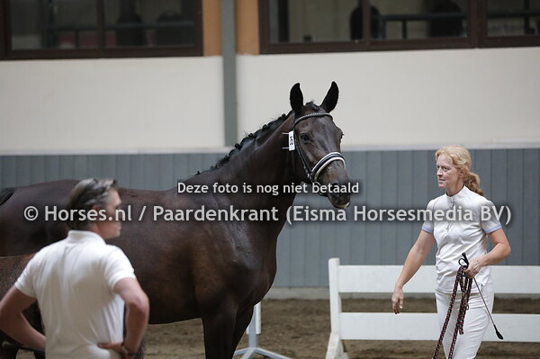 35 Zancaria (Florett As x Lancaria v. Lancer II)