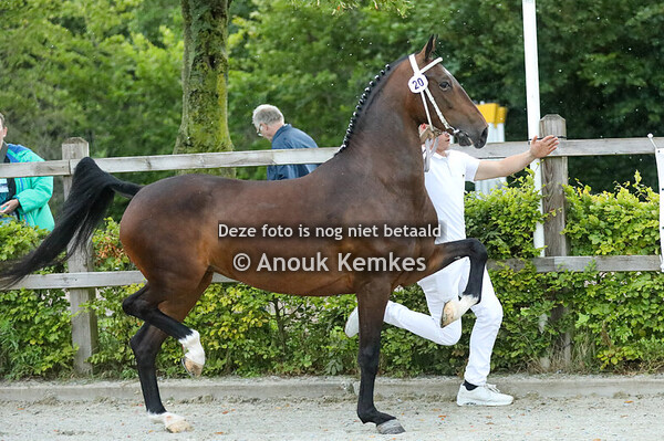 Panini ( Lanto HBC x Cizandro ) 