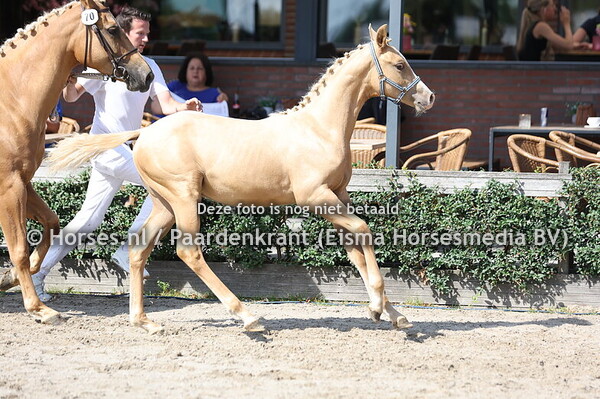 70 Viamante Kornetti MP (Diamante x Kornetti Wapitti)