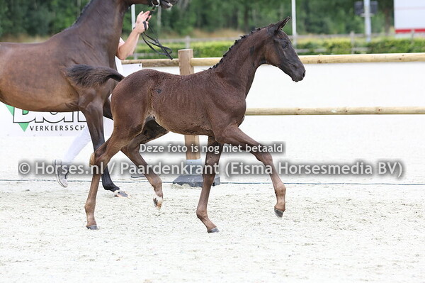 66 Vianneloes (Merlot VDL x Hanneloes v. Santano)