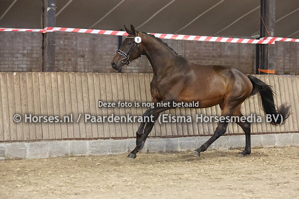 9 Sirginia (lord Europe x Es v.Florestan I)