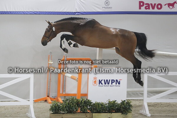 147 Sauvignion di Fer Jenson van't Meulenhof x Lafite fi Fer v. Baloubet du RoueT)