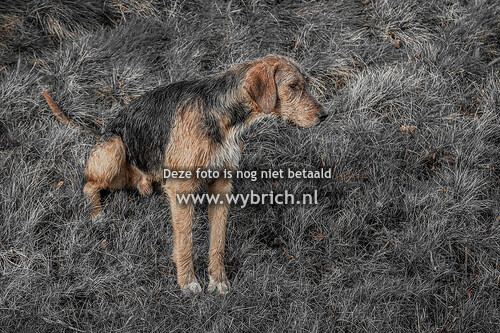 JVS Haarle 29-1-2025