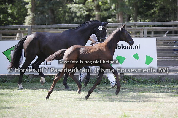 29 (Nick Wimphof x Haarlem)