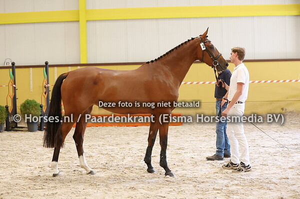 2 Sanne van Veecaten (Grandorado x Maaike v Veecaten v. Floris)