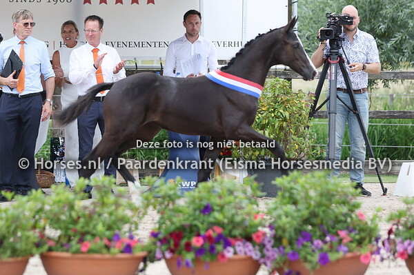 87 Vashti (Extreme US x Phabiola v. Indian Rock) (1)