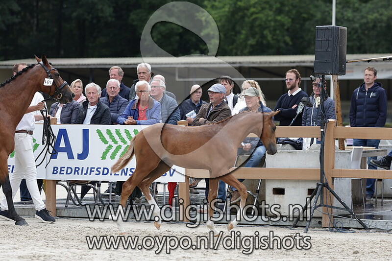 Vlamboyant H v. Proud James