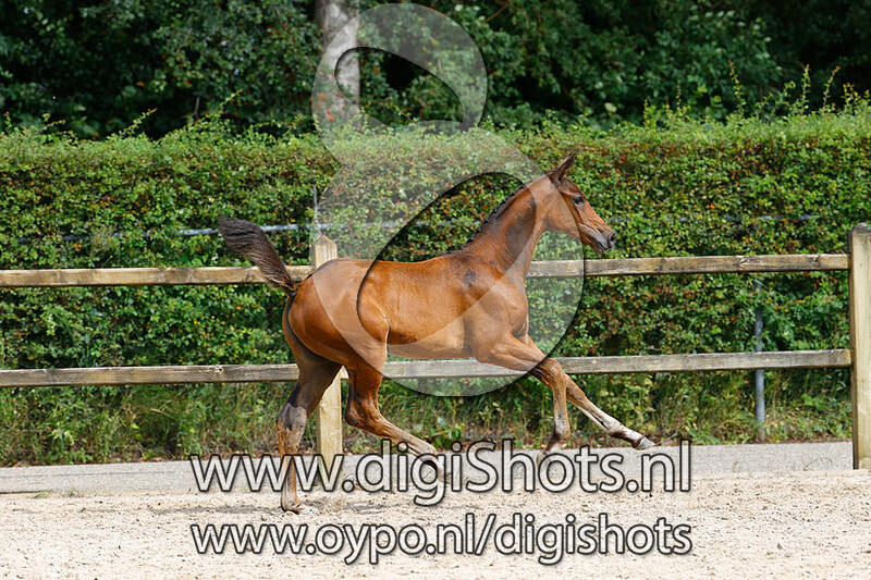 Richerlia JS v. Fontaine TN