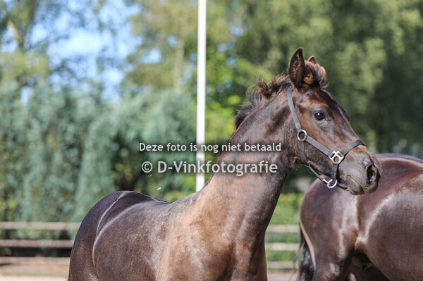 52. Aevy van Zefierhoeve