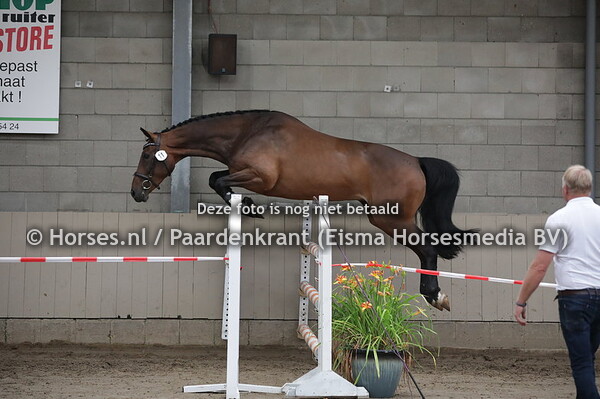 11 Humanda vd Modderwieke (Ukato x Umanda v. Lux)