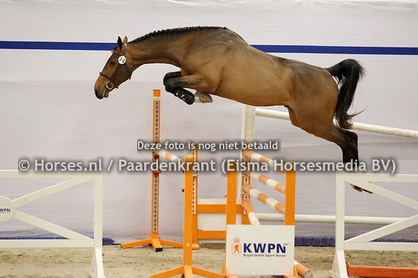 74 (Emerald van't Ruytershof x Calato)