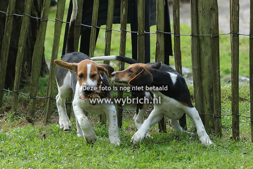 1 Puppyshow Leusden 26-8-2023