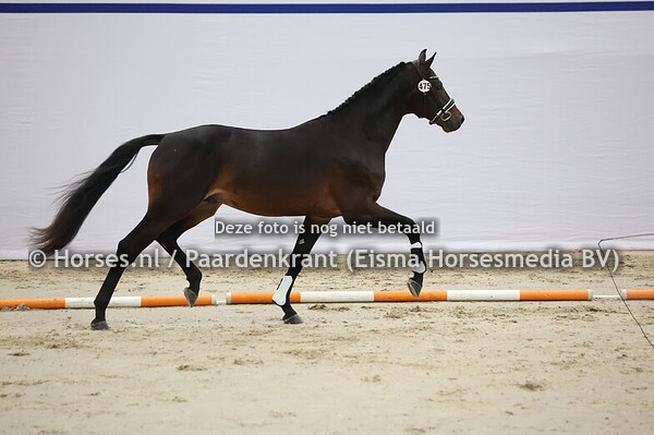 475 (Noah di Livius L x Sunny Boy)
