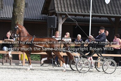 5jr en 6jr fokmerries in tuig 