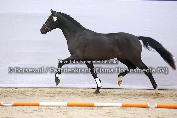 317 (Daperado x Governor)