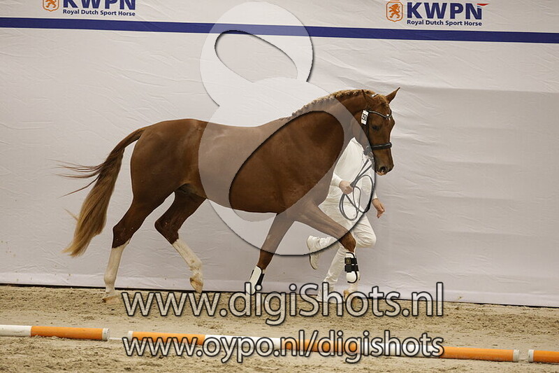 Showboy Vita Nova v. Franziskus