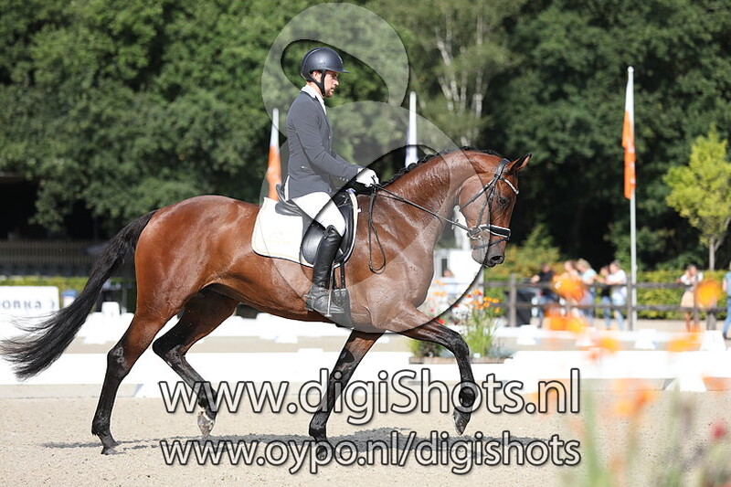 Ring 3 - M1 Paarden