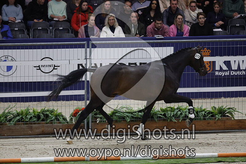 Paso Doble VZ v. Glamourdale - 372